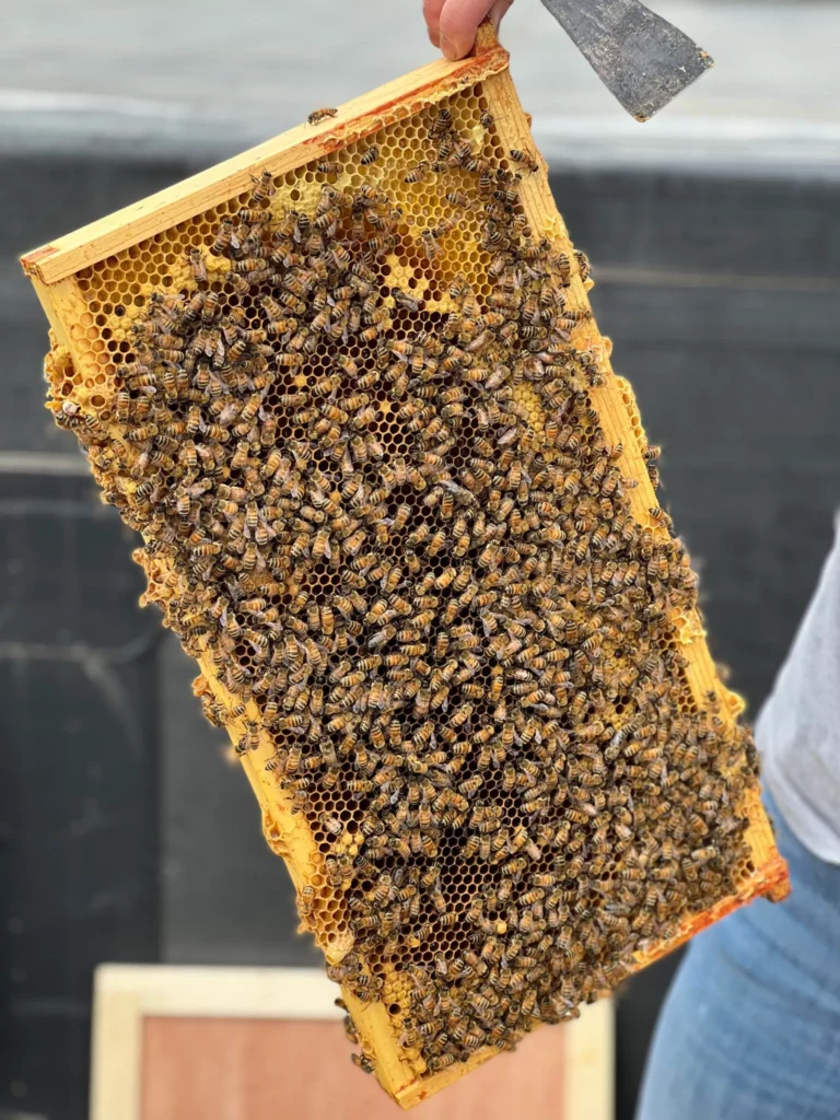 A honeycomb frame covered with bees being held by a beekeeper