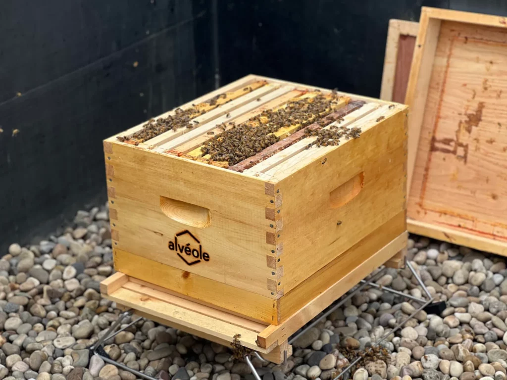 Beehive box with bees clustered on the top frames